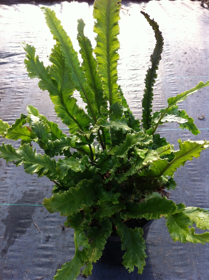 Fern 'Birds Nest' - Asplenium scolopendrium from The Flower Spot