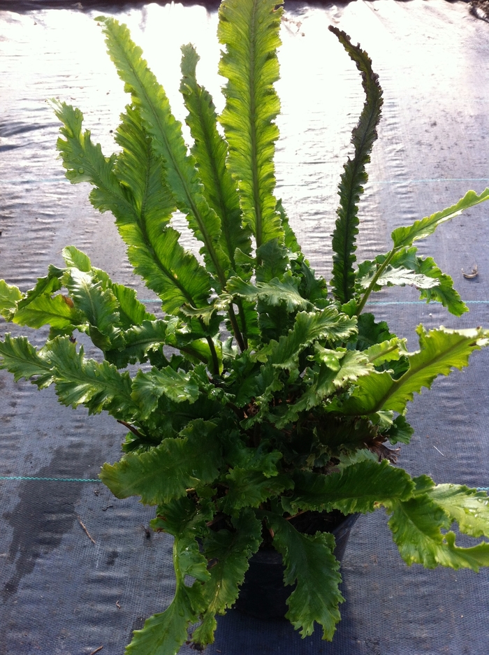 Birds Nest Fern - Asplenium scolopendrium from The Flower Spot