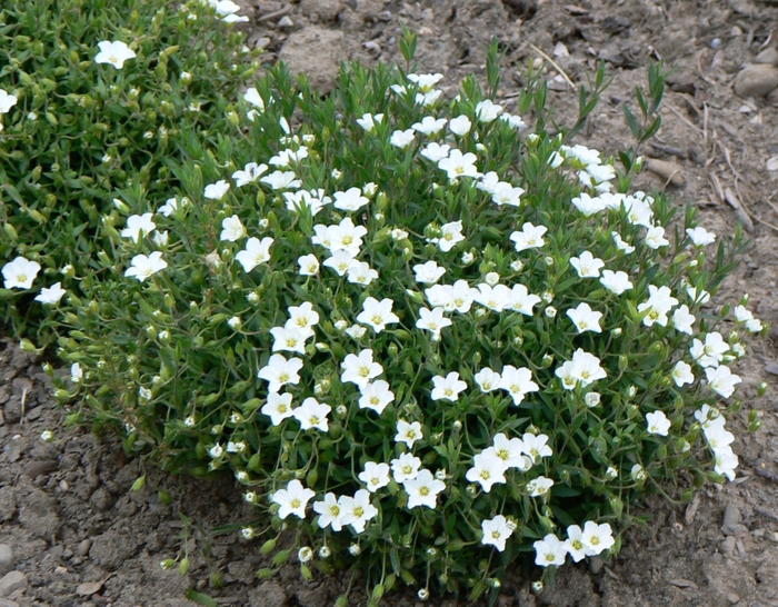 Mountain Sandwort - Arenaria montana from The Flower Spot