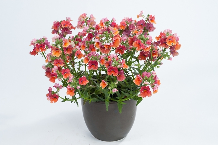 Nemesia 'Multiple Varieties' - Nemesia from The Flower Spot Nemesia 'Multiple Varieties' - Nemesia from The Flower Spot