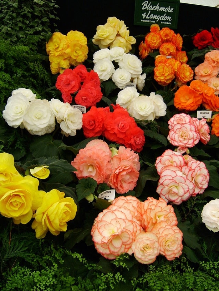 Non-Stop Begonia - Begonia Tuberous from The Flower Spot