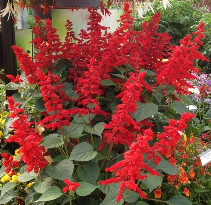 Salvia 'Red Hot Sally' - Salvia splendens from The Flower Spot Salvia 'Red Hot Sally' - Salvia splendens from The Flower Spot