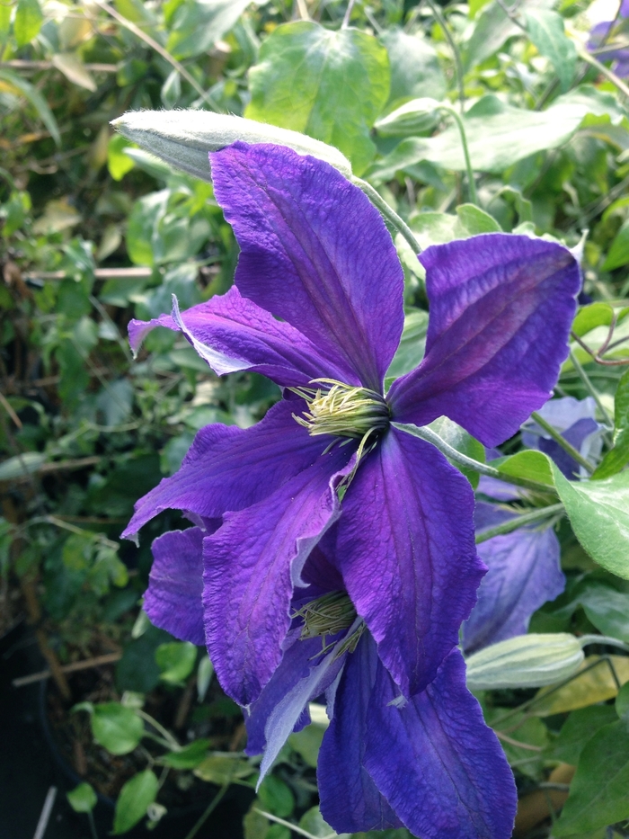 Clematis 'Rhapsody' - Clematis from The Flower Spot