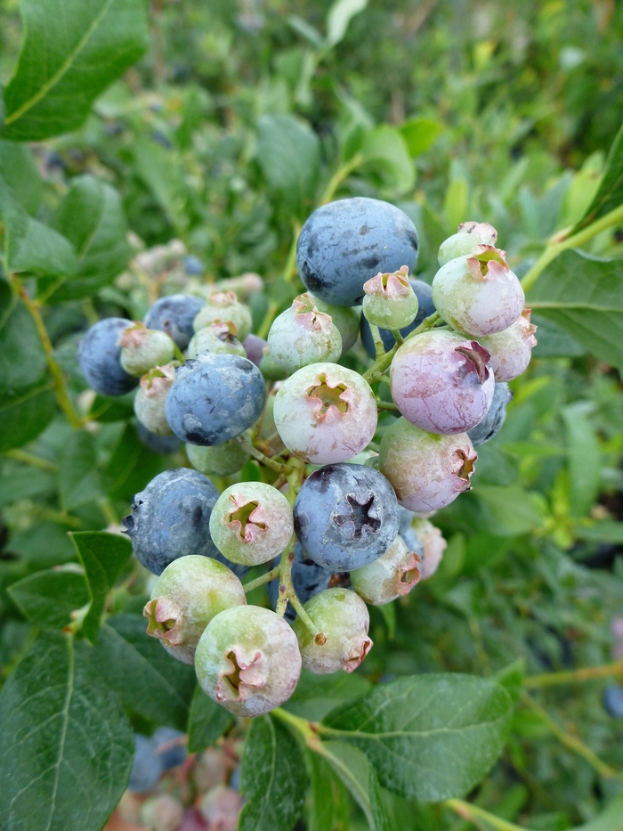 Bluecrop Northern Highbush Blueberry - Vaccinium 'Bluecrop' from The Flower Spot Bluecrop Northern Highbush Blueberry - Vaccinium 'Bluecrop' from The Flower Spot