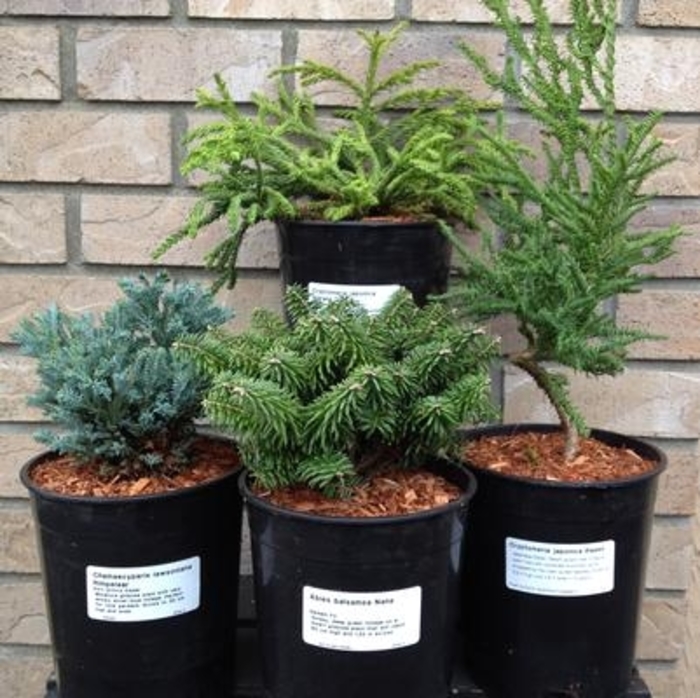 Bonsai Trees - Miniature Evergreens from The Flower Spot Bonsai Trees - Miniature Evergreens from The Flower Spot