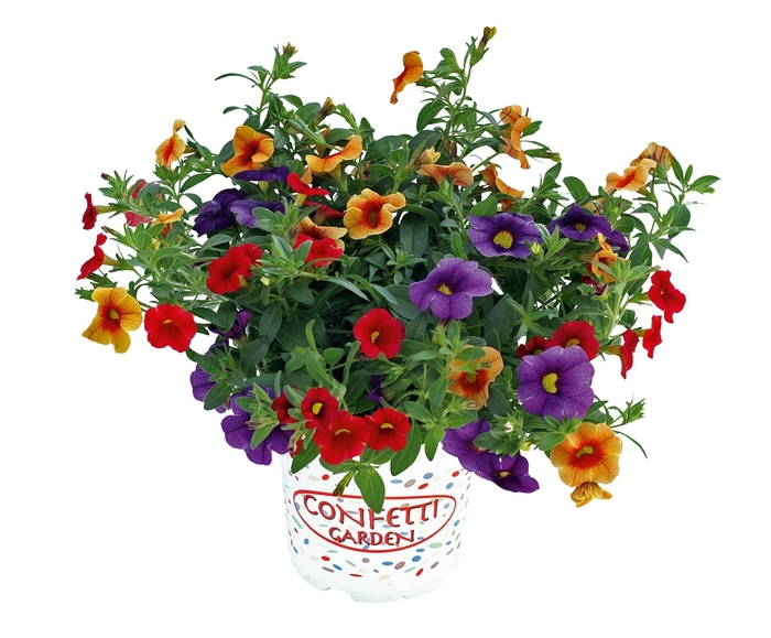 Combo Pots - Confetti Gardens from The Flower Spot
