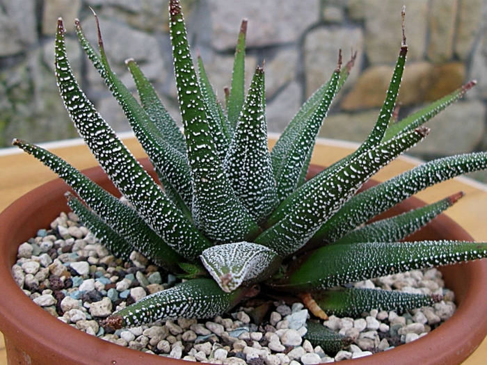 Haworthia 'Multiple Varieties' - Haworthia fasciata from The Flower Spot