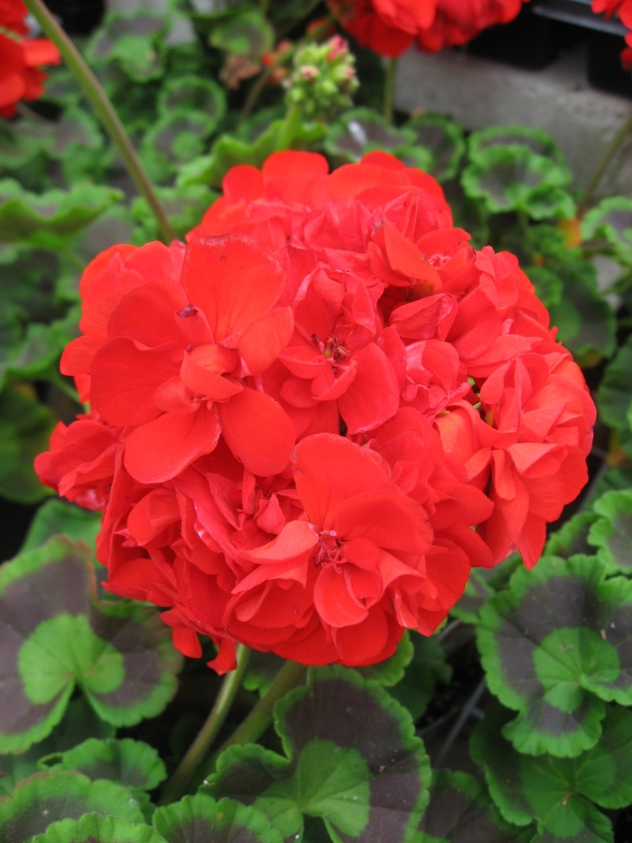 Geranium Baskets - Interspecific Geranium from The Flower Spot