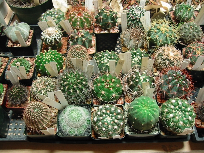 Cactus - Assorted Varieties from The Flower Spot Cactus - Assorted Varieties from The Flower Spot