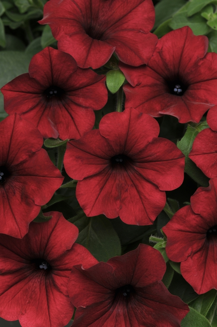 Petunia 'Tidal Wave Red Velour' - Petunia hybrida from The Flower Spot Petunia 'Tidal Wave Red Velour' - Petunia hybrida from The Flower Spot