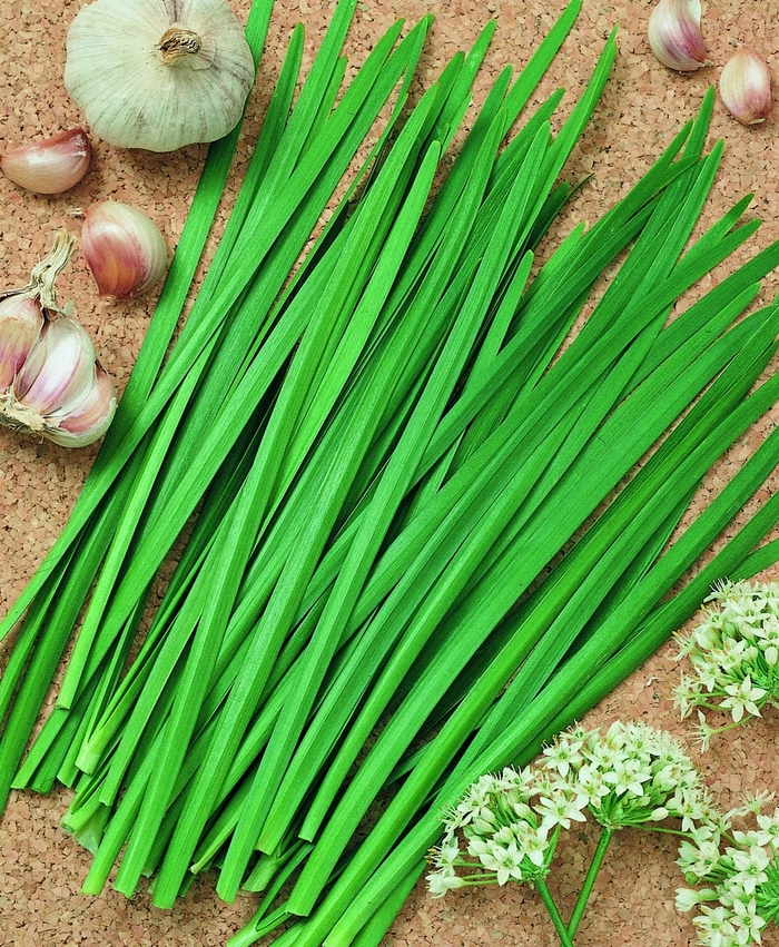 Chives 'Garlic' - Allium tuberosum from The Flower Spot Chives 'Garlic' - Allium tuberosum from The Flower Spot