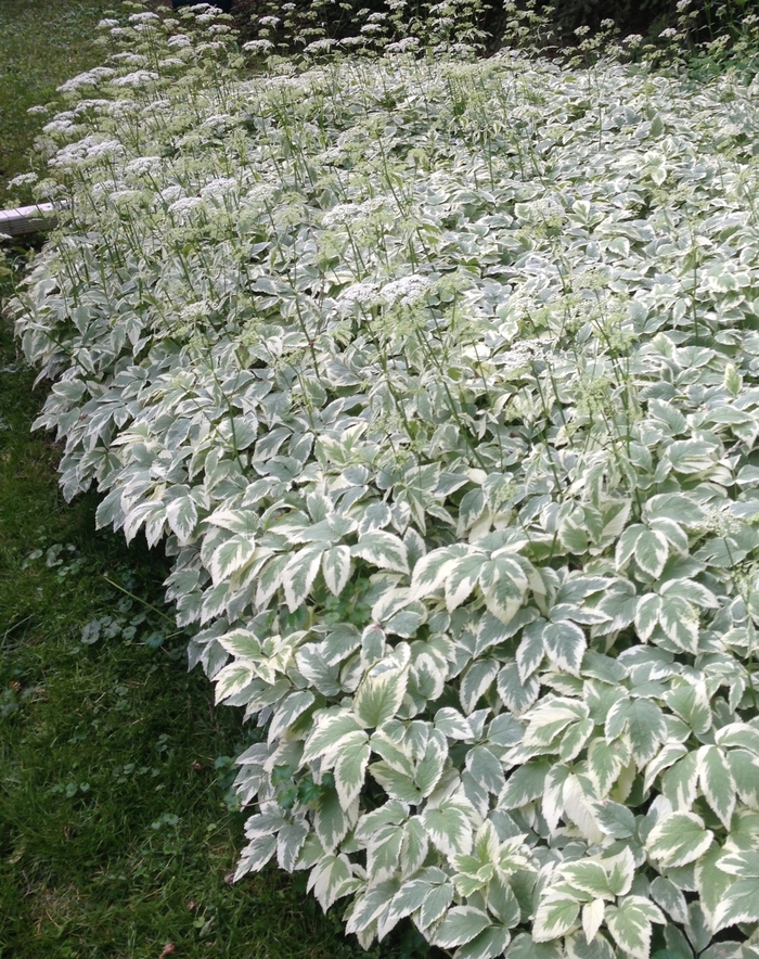 Snow on the Mountain - Aegopodium podagraria from The Flower Spot