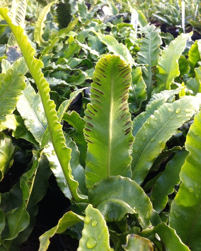 Fern 'Hart's Tongue' - Asplenium scolopendrium from The Flower Spot Fern 'Hart's Tongue' - Asplenium scolopendrium from The Flower Spot