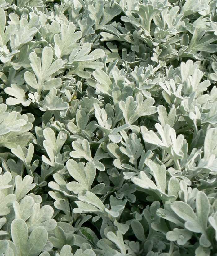 Dusty Miller - Artemisia stelleriana 'Silver Brocade' from The Flower Spot