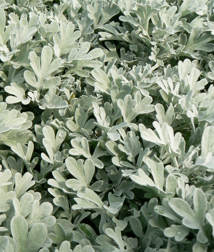 Dusty Miller - Artemisia stelleriana 'Silver Brocade' from The Flower Spot Dusty Miller - Artemisia stelleriana 'Silver Brocade' from The Flower Spot