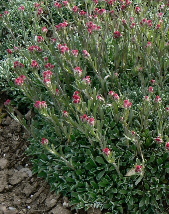 Pink Pussytoes 'Rubra' - Antennaria dioica from The Flower Spot