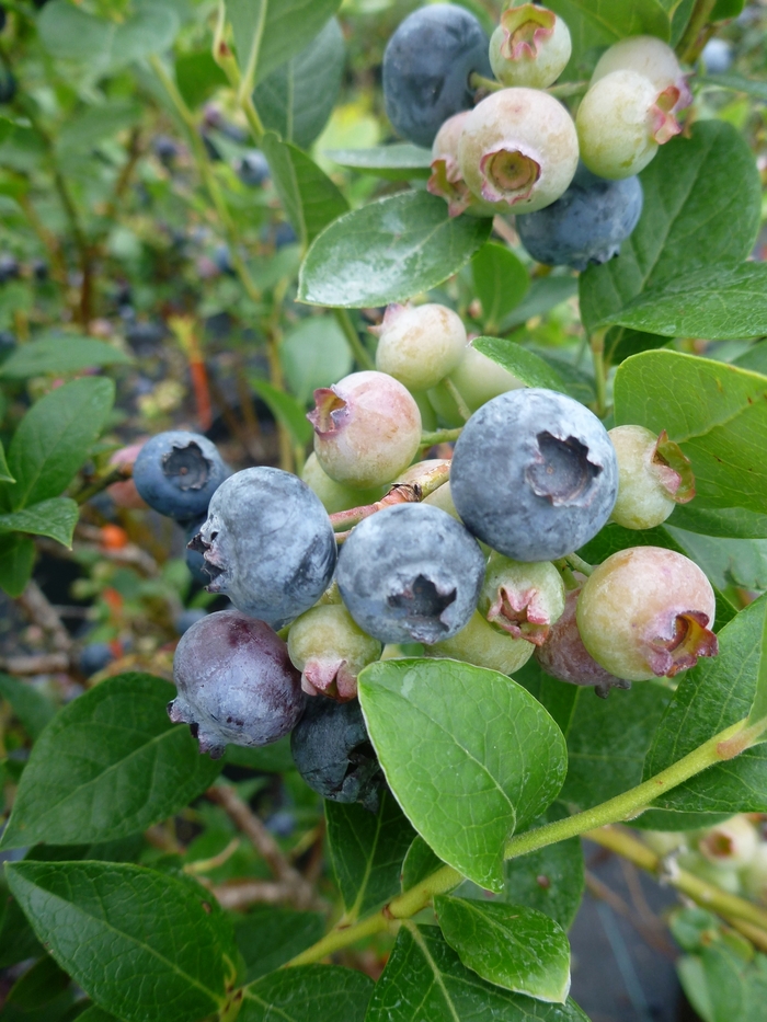 Blueberry 'Reka' - Vaccinium corymbosum from The Flower Spot Blueberry 'Reka' - Vaccinium corymbosum from The Flower Spot
