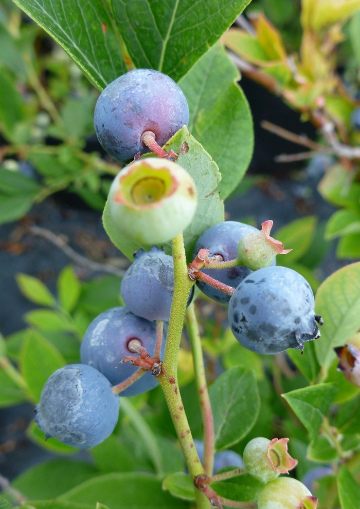 Blueberry 'Polaris' - Vaccinium from The Flower Spot Blueberry 'Polaris' - Vaccinium from The Flower Spot