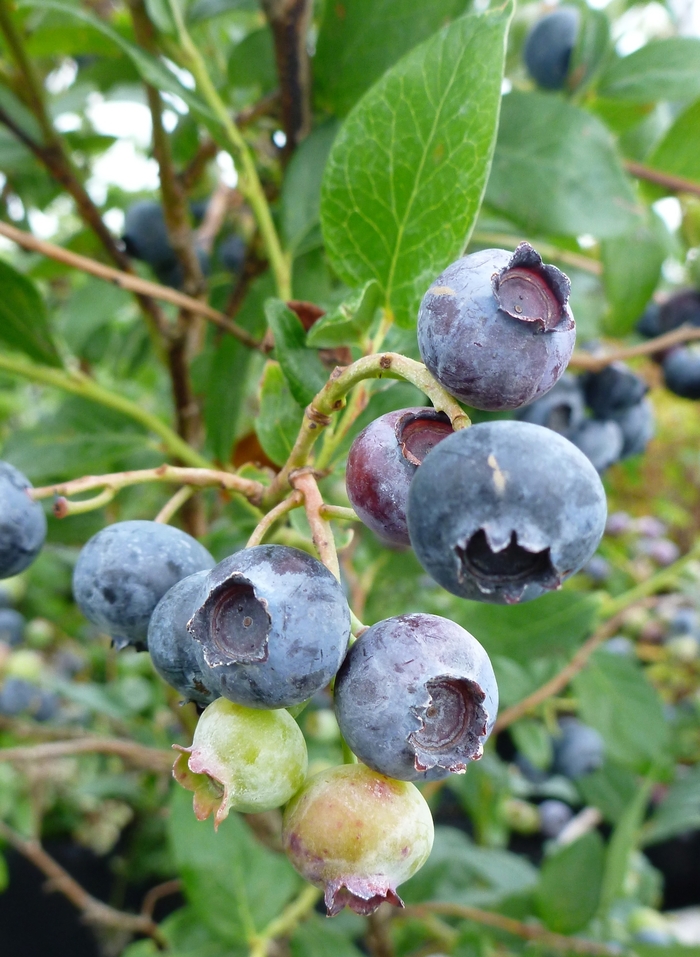 Blueberry 'Duke' - Vaccinium corymbosum from The Flower Spot