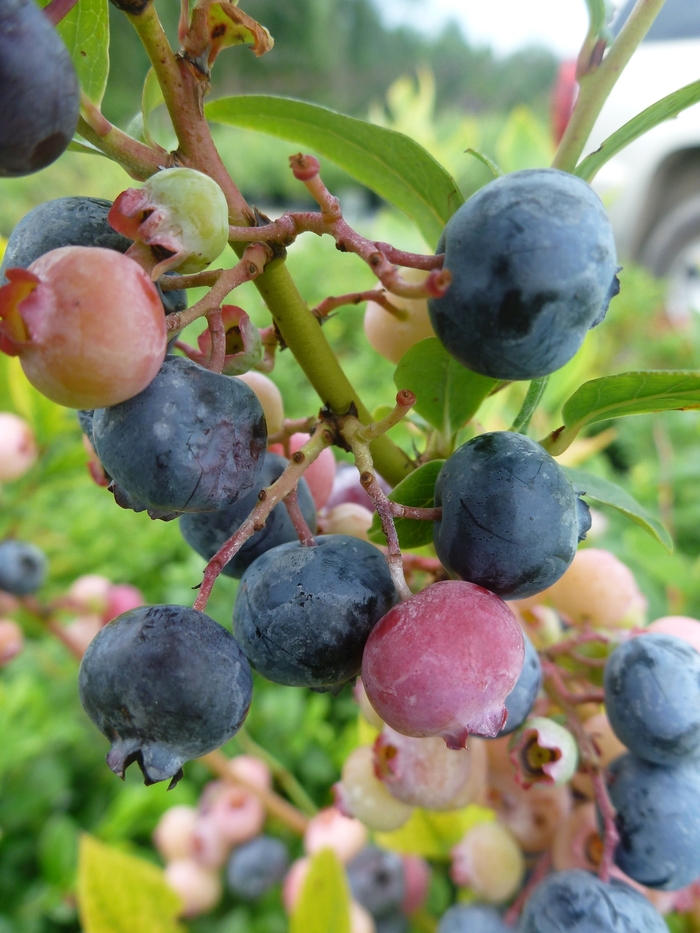 Black Blueberry - Blueberry 'Nocturne' from The Flower Spot