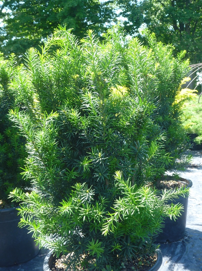 Hicks Yew - Taxus x media from The Flower Spot