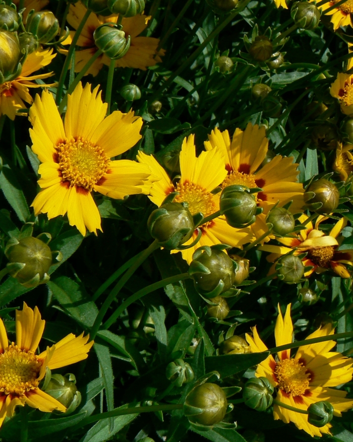 Tickseed 'Baby Sun' - Coreopsis grandiflora from The Flower Spot