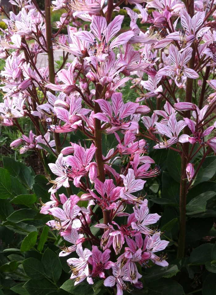 Gas Plant 'Rosea' - Dictamnus albus from The Flower Spot Gas Plant 'Rosea' - Dictamnus albus from The Flower Spot
