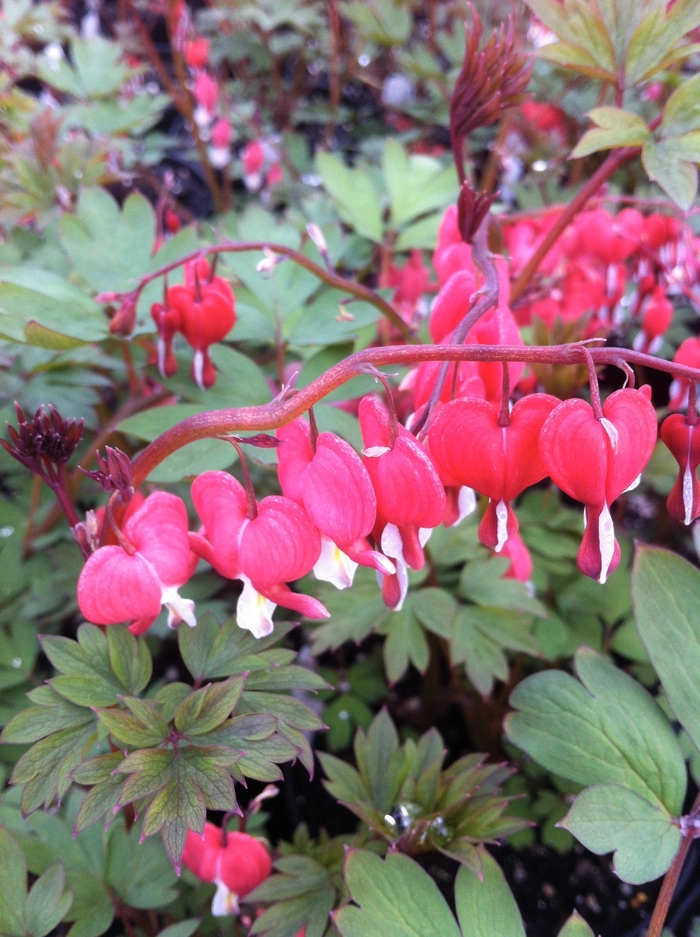 Bleeding Heart 'Valentine' - Dicentra spectabilis from The Flower Spot Bleeding Heart 'Valentine' - Dicentra spectabilis from The Flower Spot