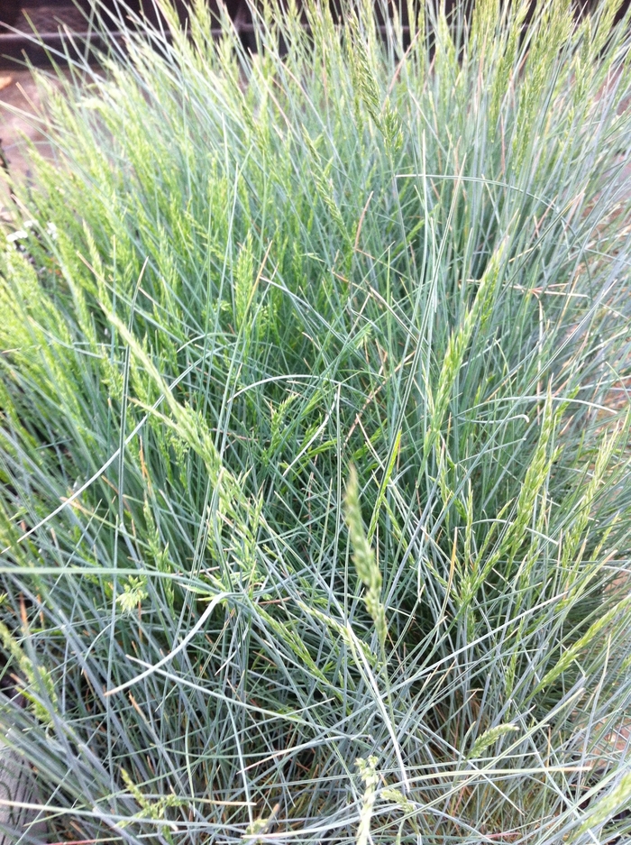 Fescue 'Pepindale Blue' - Festuca glauca from The Flower Spot