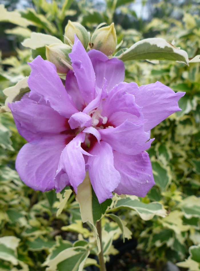 Rose of Sharon 'Variegated' - Hibiscus syriacus from The Flower Spot Rose of Sharon 'Variegated' - Hibiscus syriacus from The Flower Spot