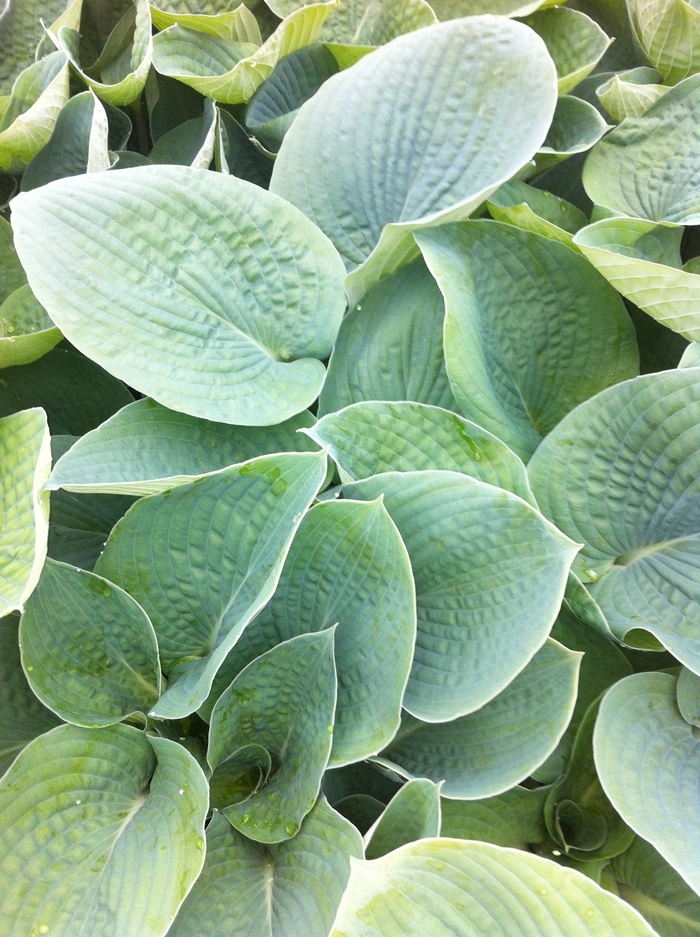 Hosta 'Bressingham Blue' - Hosta from The Flower Spot