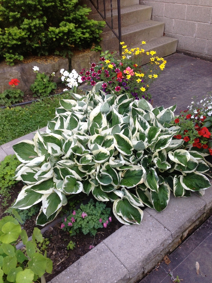 Hosta 'Patriot' - Hosta from The Flower Spot Hosta 'Patriot' - Hosta from The Flower Spot