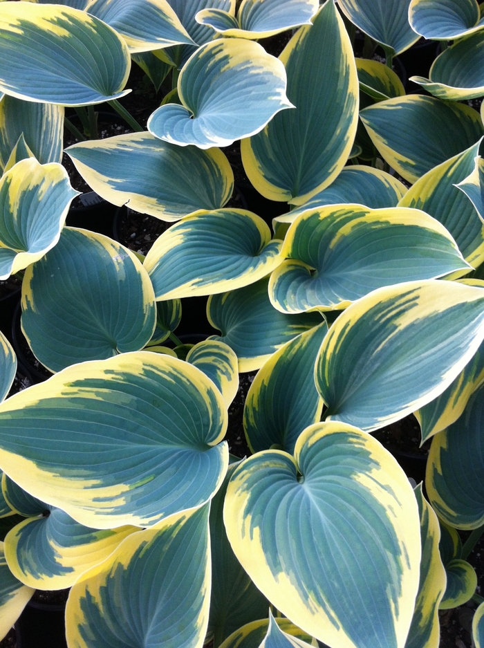 Hosta 'First Frost' - Hosta from The Flower Spot Hosta 'First Frost' - Hosta from The Flower Spot