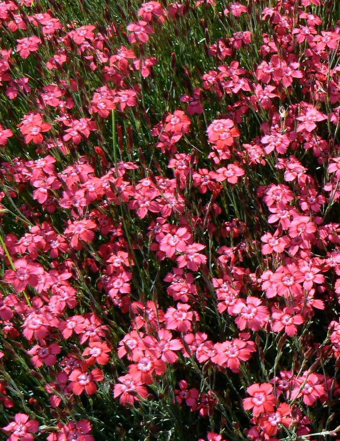 Dianthus 'Brilliant' - Dianthus deltoides (Maiden Pinks) from The Flower Spot