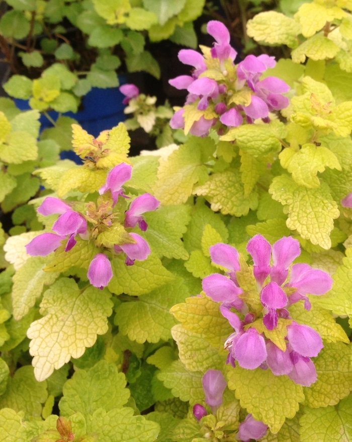 Lamium 'Aureum' - Lamium maculatum from The Flower Spot