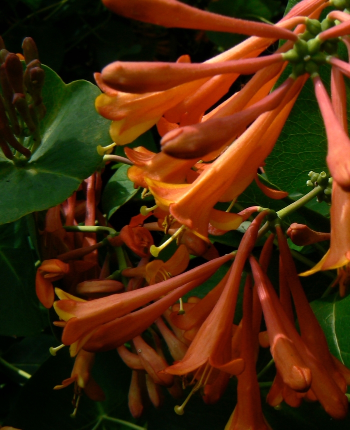 Honeysuckle 'Dropmore Scarlet' - Lonicera x brownii from The Flower Spot Honeysuckle 'Dropmore Scarlet' - Lonicera x brownii from The Flower Spot