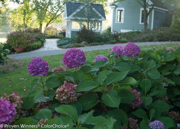 Let's Dance® Rave® - Reblooming Hydrangea from The Flower Spot