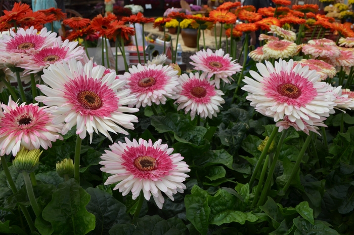 Cut Gerbera - from The Flower Spot