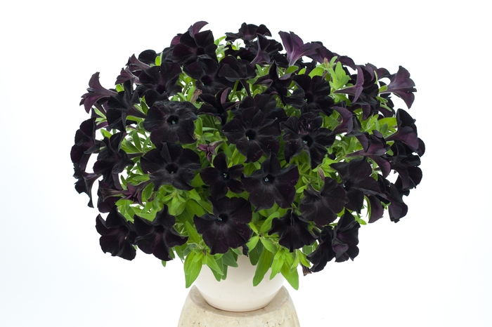 Petunia 'Black Ray' - Petunia hybrida from The Flower Spot