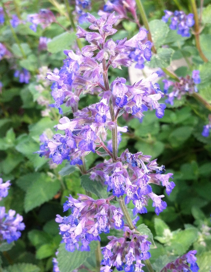 Catmint 'Multiple Varieties' - Nepeta from The Flower Spot