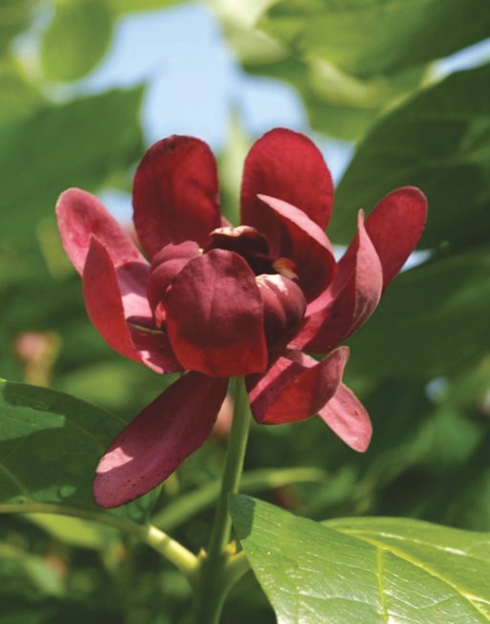 Sweetshrub - Calycanthus x 'Aphrodite' from The Flower Spot