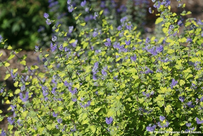 Sunshine Blue® II - Caryopteris incana from The Flower Spot Sunshine Blue® II - Caryopteris incana from The Flower Spot