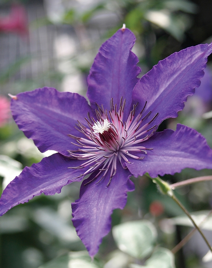 Marie Louise Jensen™ - Clematis from The Flower Spot