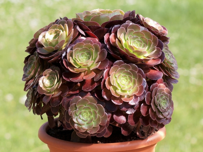 Aeonium 'Zwartkop' - Aeonium arboreum from The Flower Spot