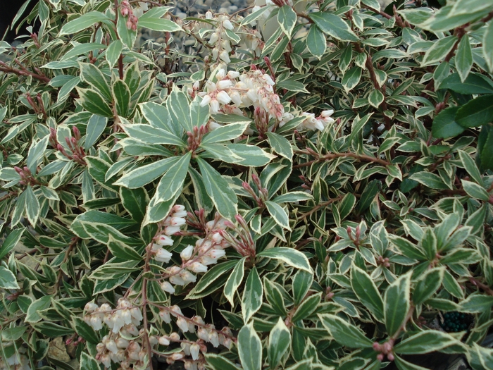 Pieris - Pieris japonica 'Mountain Fire' from The Flower Spot