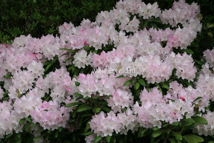 Rhododendron 'Crete' - Rhododendron hybrid from The Flower Spot Rhododendron 'Crete' - Rhododendron hybrid from The Flower Spot