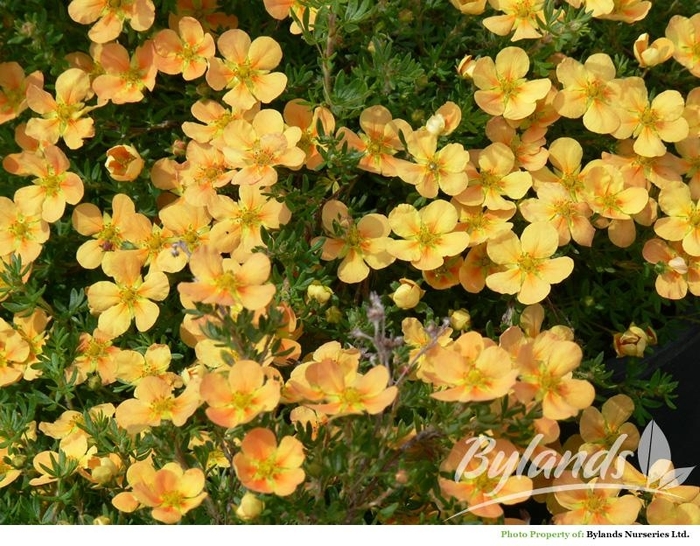 Potentilla 'Mango Tango' - Potentilla fruticosa from The Flower Spot Potentilla 'Mango Tango' - Potentilla fruticosa from The Flower Spot