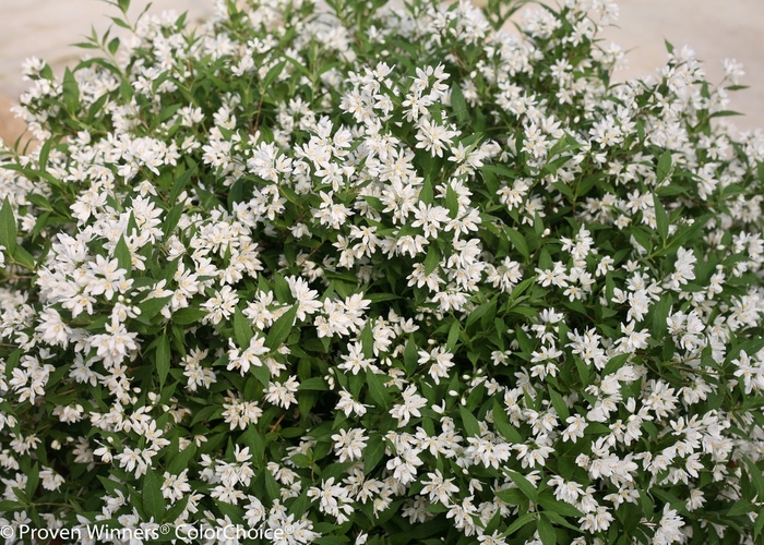 Yuki Snowflake - Deutzia from The Flower Spot