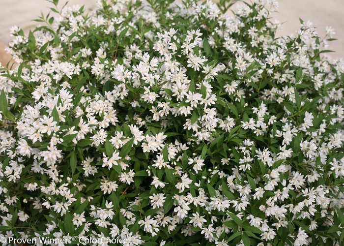 Yuki Snowflake - Deutzia from The Flower Spot Yuki Snowflake - Deutzia from The Flower Spot