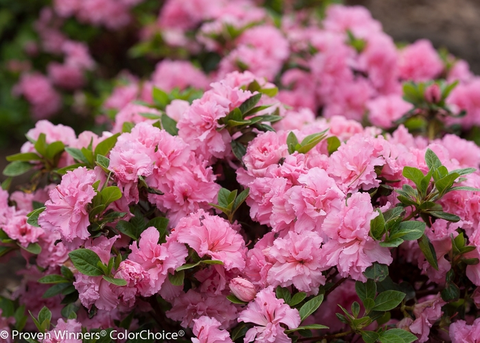 Reblooming Azalea - Azalea 'Bloom-A-Thon Double Pink' from The Flower Spot